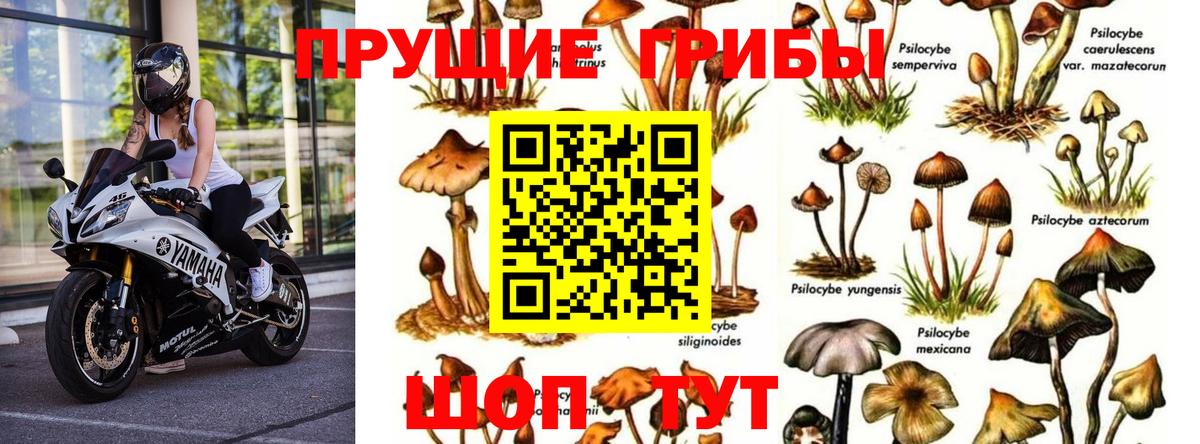Галлюциногенные грибы Cubensis Братск